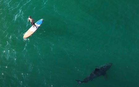 Watch as ‘Unpredictable’ Great White Shark Swims Under a Paddleboarder in California
