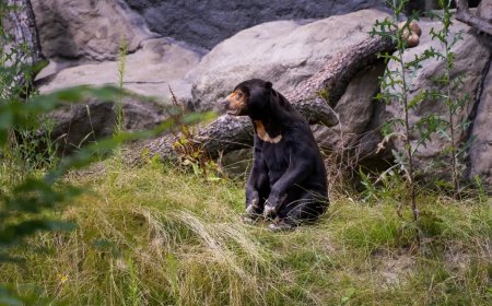 The Sun Bear Debate Heats up With Other Zoos Promising Their Bears Are Real
