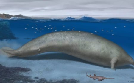 750,000 Pounds: Scientists Discover The Heaviest Animal Ever To Have Existed