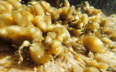 Dangerous Bacteria Found in Zion National Park’s Virgin River