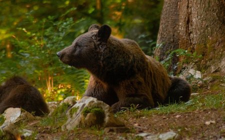 Understanding Animal Behavior While Camping Could Save Your Life 