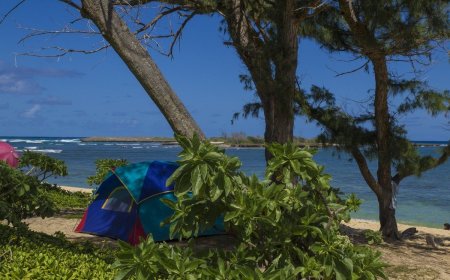 Which Dangerous Bugs Should You Be Aware of When Camping in Tropical Climates?