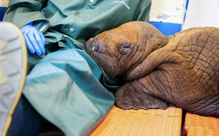 Dream Job Alert: Baby Walrus Cuddler