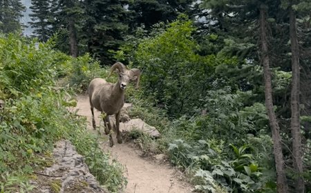 Watch: A Scary Reminder to Follow Trail Etiquette Around Bighorn Sheep