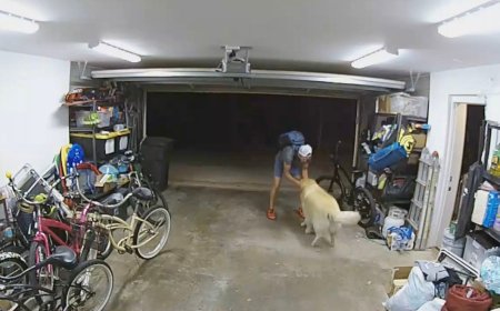 Video Captures Adorable Dog Getting Pet by Alleged Bike Thief
