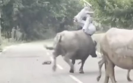 WATCH: Dude Gets Absolutely Wrecked Longboarding Through a Group of Cows