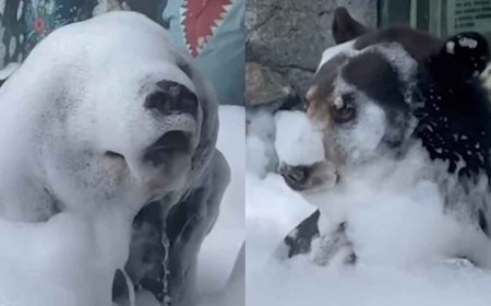 Watch: Black Bear Takes Bubble Bath