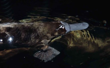 What Awesome Animals Come Out Each Season in Australia?