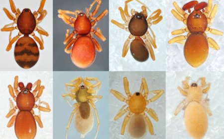 New ‘Goblin Spider’ Discovered in Japan