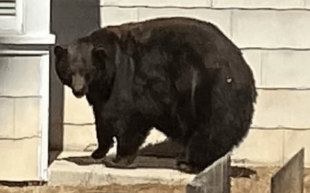 ‘Hank the Tank’: 500 Pound Bear Captured after 21 Home Invasions