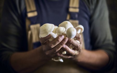 The Foolproof Four: The 4 Easiest Mushrooms to Forage