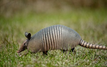 Watch: Armadillo Takes a Dip to Beat the Summer Heat
