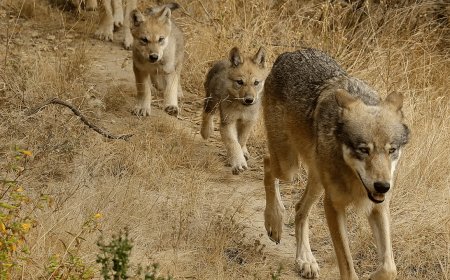 New Gray Wolf Pack Discovered in Southern California