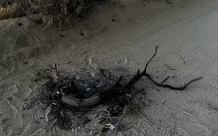 Joshua Tree Trashed After Perseid Meteor Shower