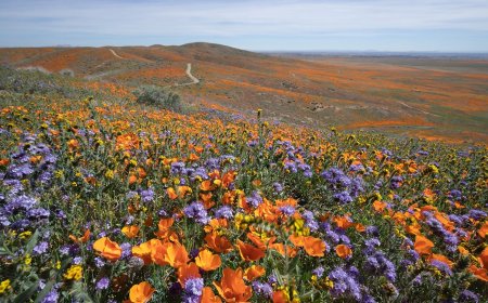 Infographic: Your Guide To The Best National Parks For Seeing Wildflowers 