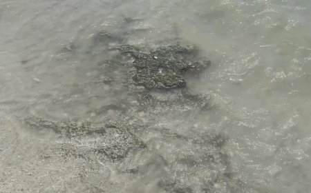 Extremely Low Tide at Myrtle Beach Reveals Rare Fossils That Date From 80,000 to 100,000 Years Ago