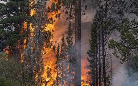 Why Are Forest Fires Important for Some Ecosystems?