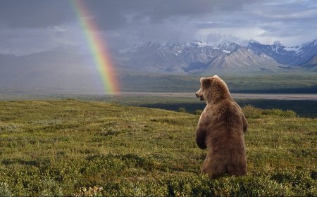 7 Bear Myths You Need to Stop Believing, From a Bear Expert