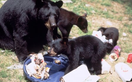 Packing on the Pounds: The Black Bear Eating Frenzy for Winter Begins Now