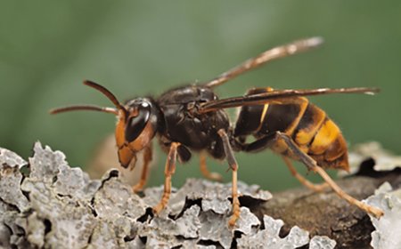 Invasive Hornets That Feed on Honeybees Found in the United States for the First Time