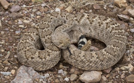WATCH: Hiker Gives Rattlesnake Water