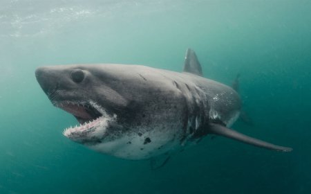 Washed-up Shark in Idaho Is Likely Just a Weird Prank