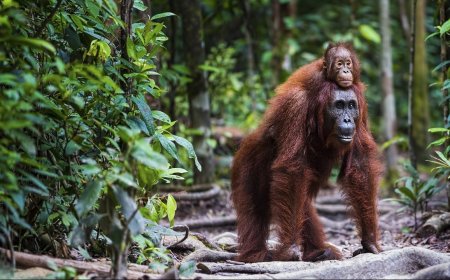 Ask Outdoors: What Are Earth’s Major Biomes, and Can I Go There?