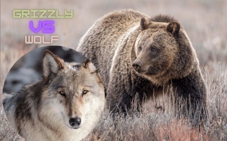 Watch as a Grizzly Bear and Wolf Brawl Over a Bison Carcass