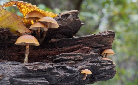 The Fatal Five: Avoid These 5 Deadly Mushrooms in the Wild 