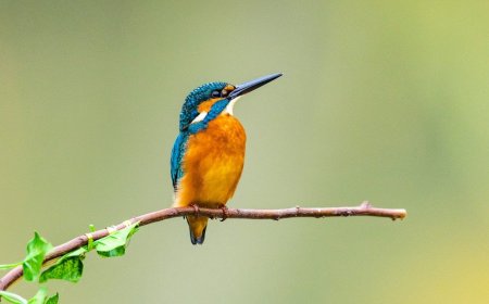 WATCH: This Unique Dad Bird Helps to Hatch Eggs and Raise Young Chicks