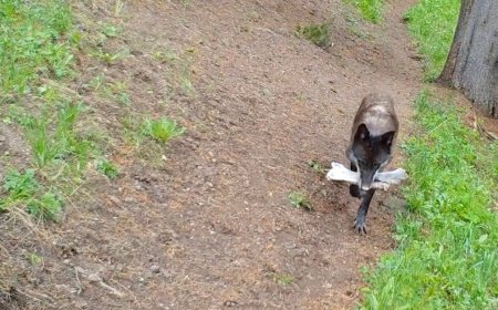 Yellowstone Trail Camera Captures All the Interesting ‘Toys’  That Momma Wolves Find and Bring Home to Their Pups
