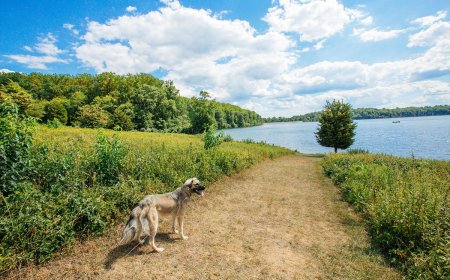 50 Outdoors-Inspired Pet Names