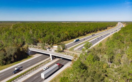 How Wildlife Crossings Are Helping To Protect Baby Animals (and Maybe You Too)