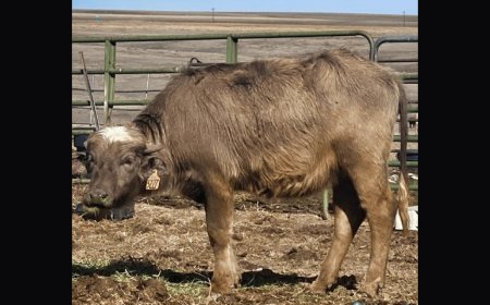 Moochi, a 900 Pound Water Buffalo, is Missing – and The Owners Are Offering a ‘Very Large’ Reward If You Find Her
