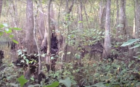 A Bigfoot Video is Making Rounds Again. Here’s Why This Video Won’t Go Away