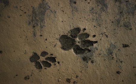 Ask Outdoors: How Do I Differentiate Between Different Types of Animal Tracks?