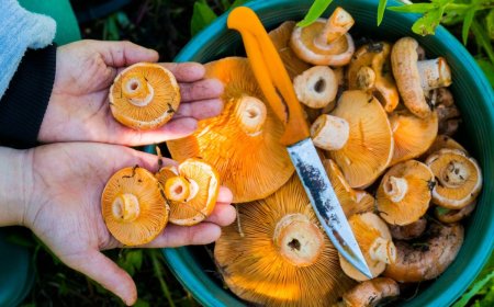 From Mushrooms to Berries, You Can Make Your World More Edible With These Online Foraging Classes