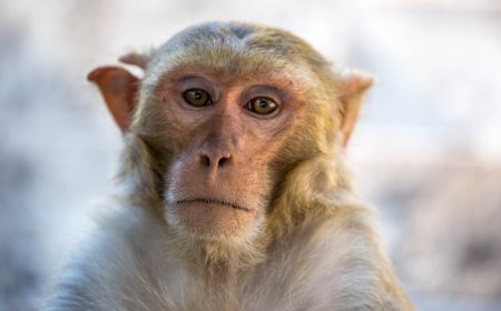 Police in Florida Are Reminding Residents That Wild Monkeys Aren’t Your Friends