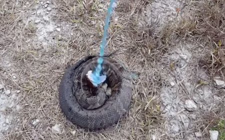 Is Gatorade Safe for Snakes?