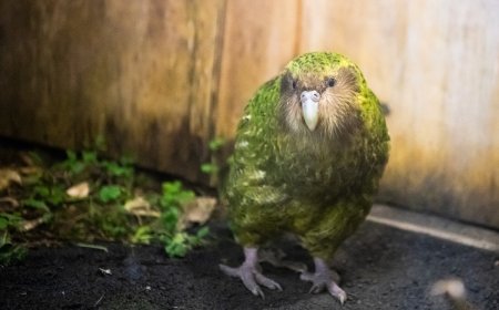 Owl-Parrots, Shouting Penguins, and Creatures with a Third Eye: The Unique Animals of New Zealand
