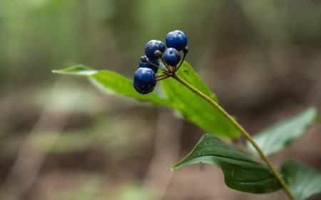 What Are the Rules for Foraging in U.S. National Parks?