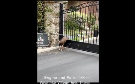 Watch as California Firefighters Rescue Two Deer Caught in a Gate