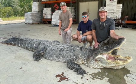 Alligator the Size of a Small SUV Caught in Mississippi