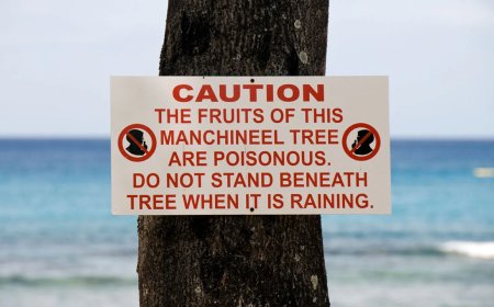 Don’t Mess with These Dangerous Plants that Grow in North America