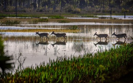 Wetlands Lose Protection as a Result of Court Battle
