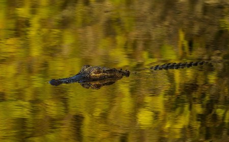 See You Later Alligator . . . Large Reptile on the Loose in New Jersey