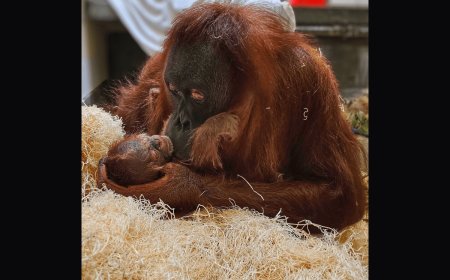 Zoo Celebrates the Birth of a Critically Endangered Orangutan
