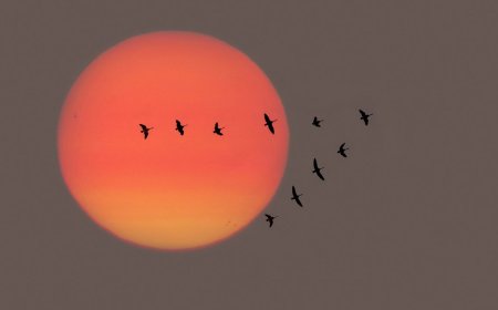 Ask Outdoors: Which Bird Species Are Known for Long Migratory Journeys?