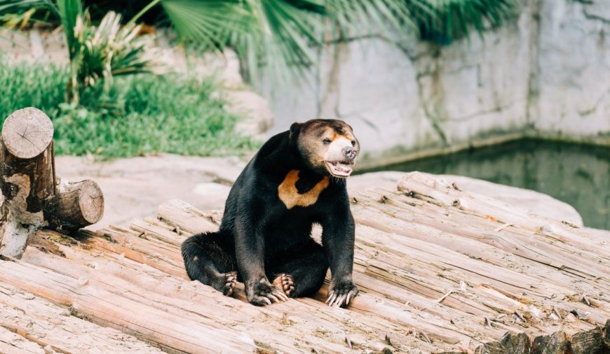 A Real Bear or Just a Costume? Viral Video Sparks Internet Debate, and Sends Zoo Attendance Soaring