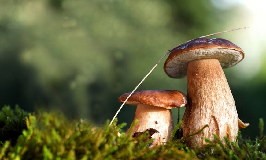 7 Things You Didn’t Know About Mushrooms